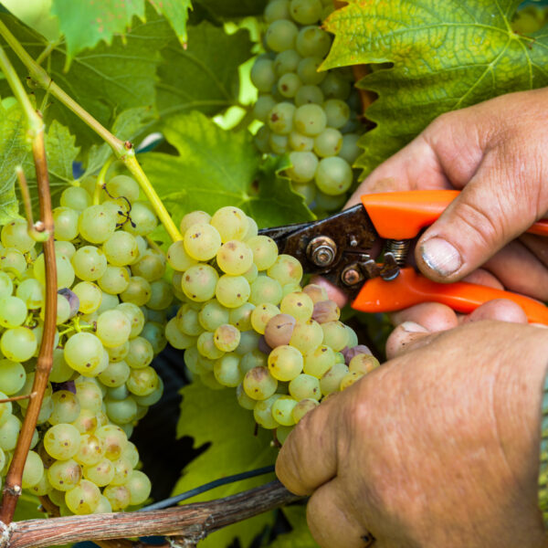 grapes dp73761549 1440px q85