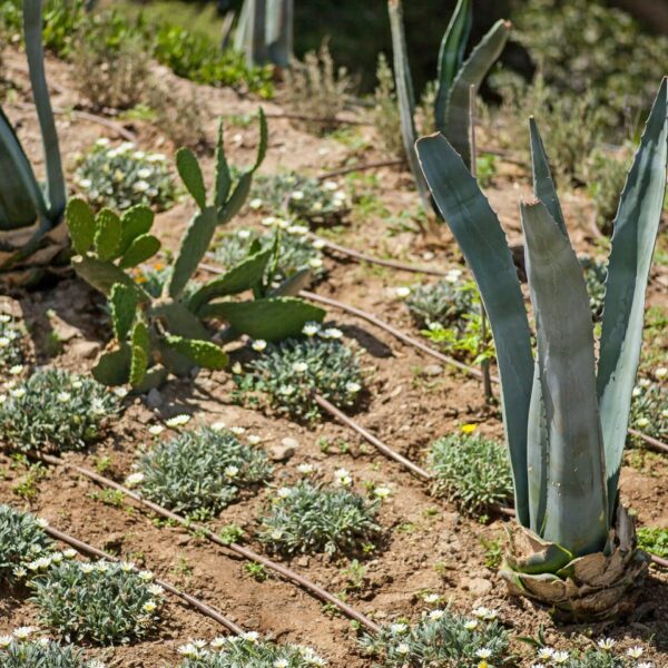 img 5753 ys 1440px q85