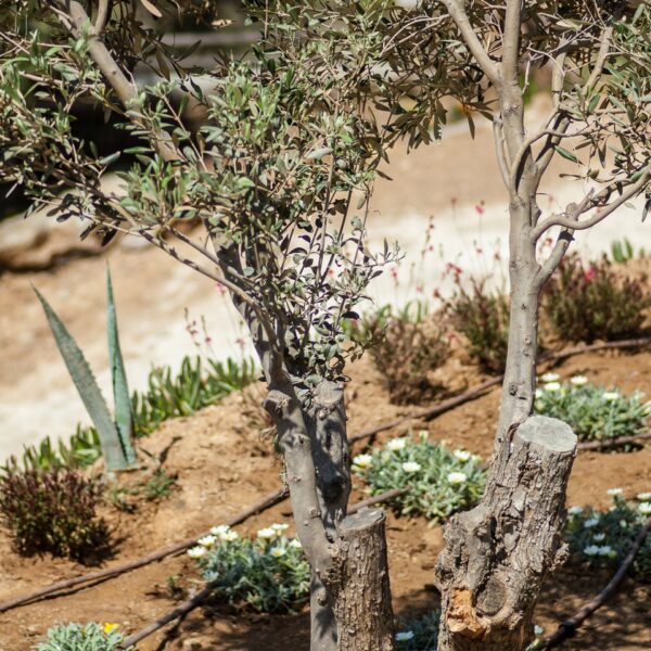 img 5754 crop ys 1440px q85