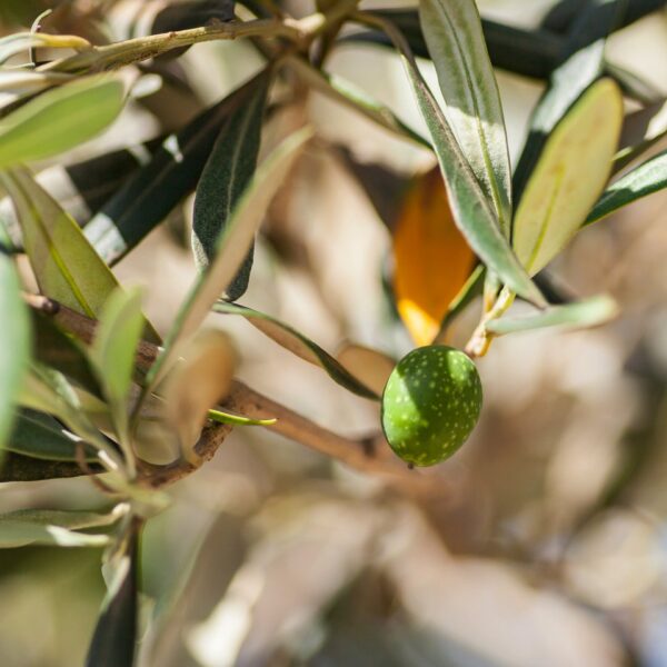 img 5761 crop ys 1440px q85