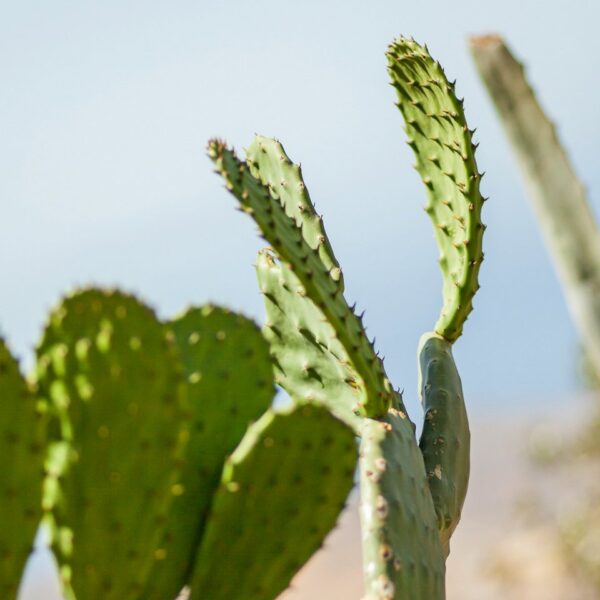 img 5766 crop ys 1440px q85