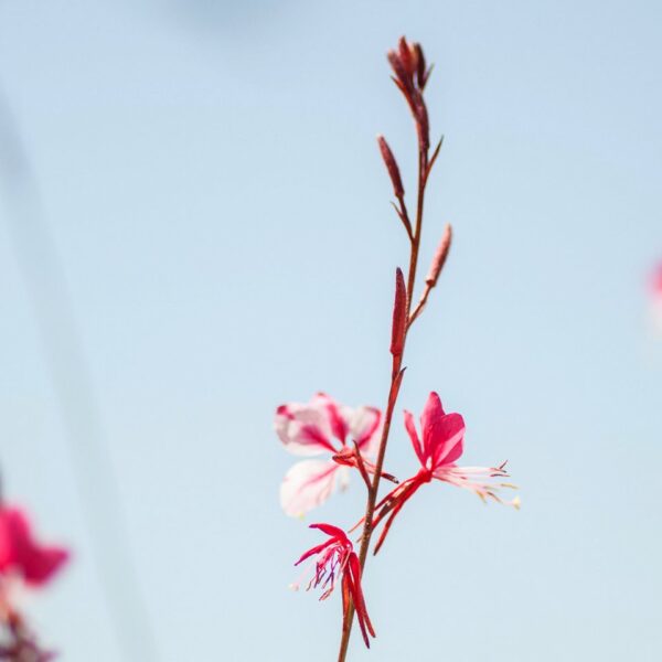 img 5777 crop ys 1440px q85