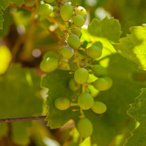 img 5789 crop ys 1440px q85