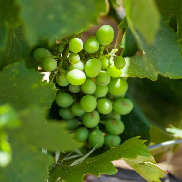 img 5793 crop ys 1440px q85