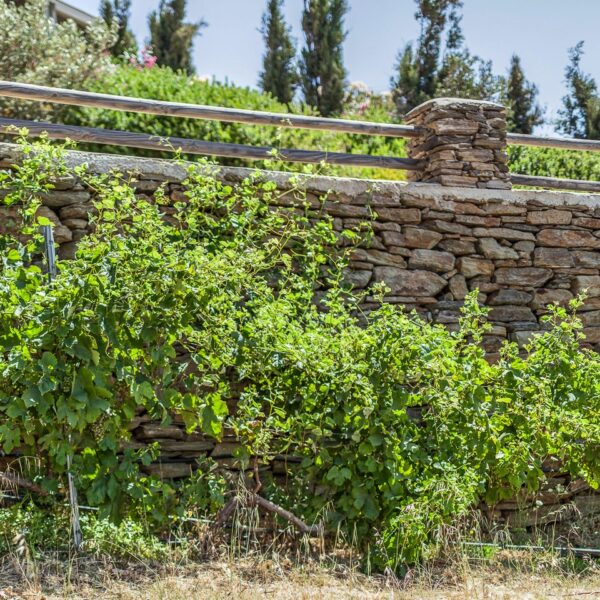 img 5804 crop ys 1440px q85