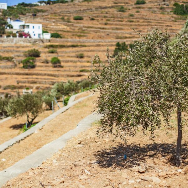 img 5817 ys 1440px q85