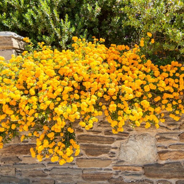 img 5865 crop ys 1440px q85