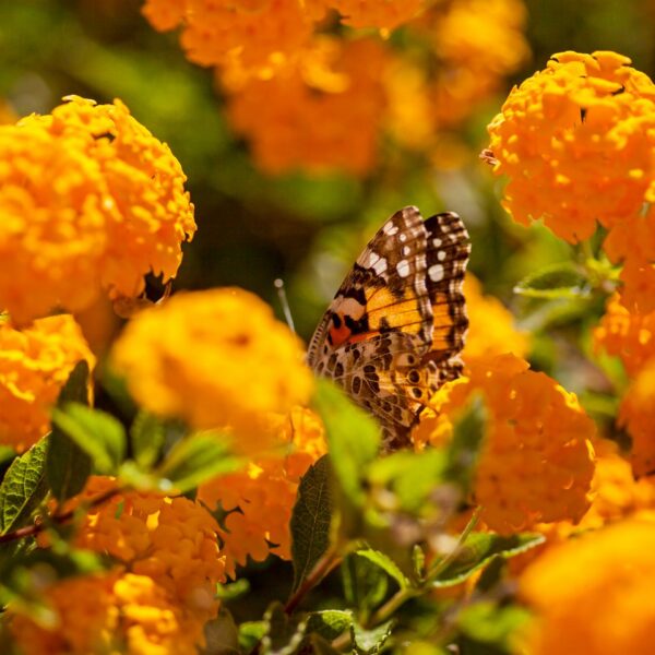 img 5907 ys 1440px q85