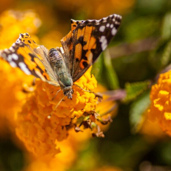 img 5929 crop ys 1440px q85