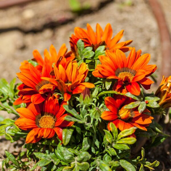 img 5934 crop ys 1440px q85