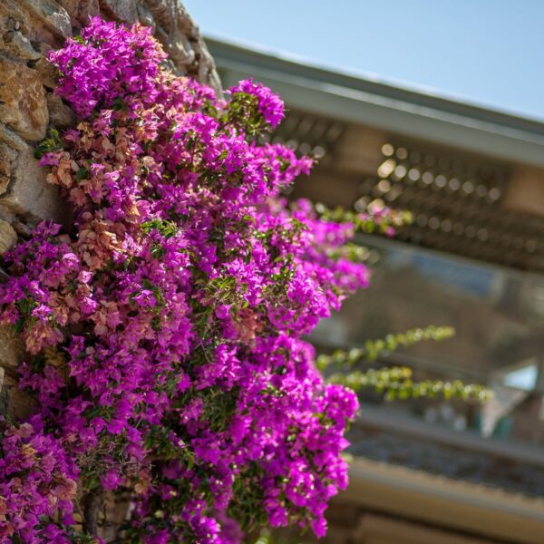 img 5943 crop ys 1440px q85