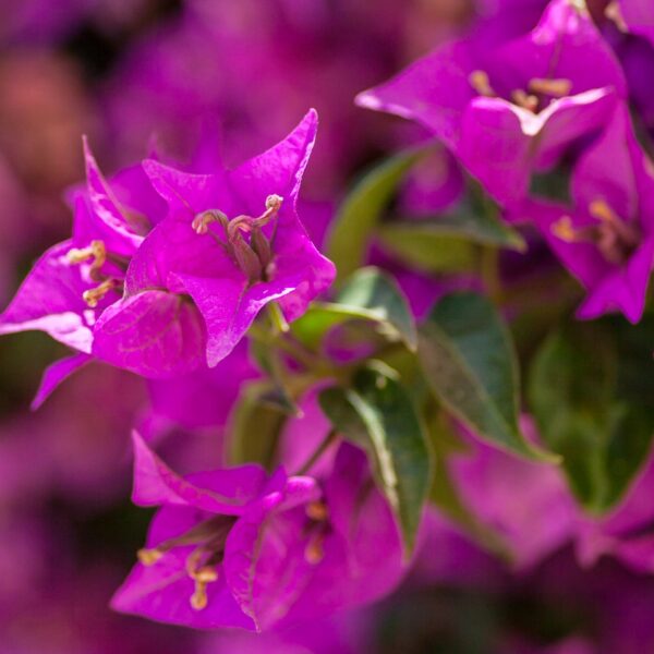 img 5945 crop ys 1440px q85