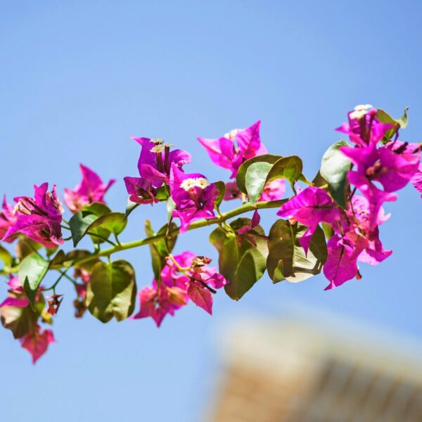 img 5953 crop ys 1440px q85