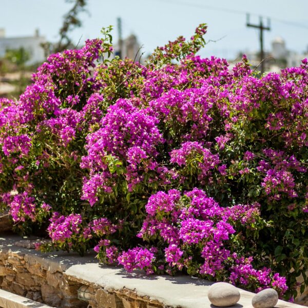 img 5954 crop ys 1440px q85