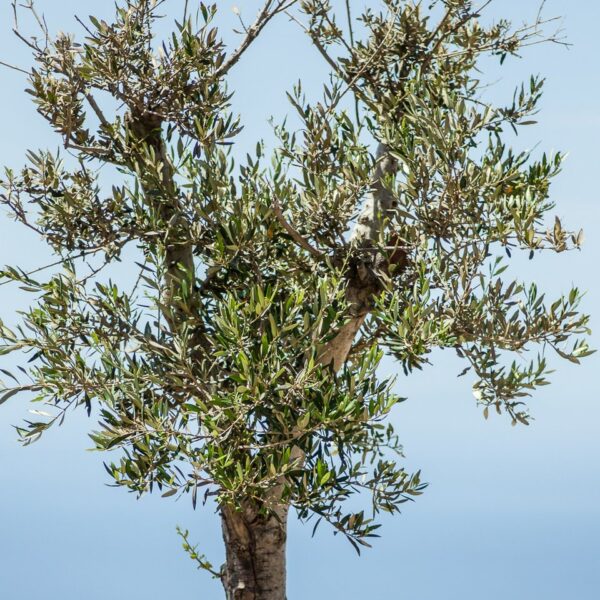 img 5959 crop ys 1440px q85