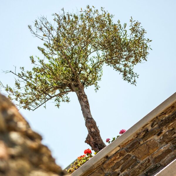 img 5964 crop ys 1440px q85