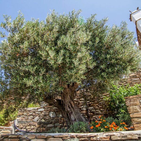 img 5972 crop ys 1440px q85