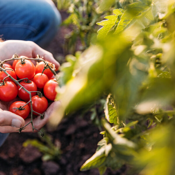 vegetables-tomatoes-Depositphotos_162343464-1680px