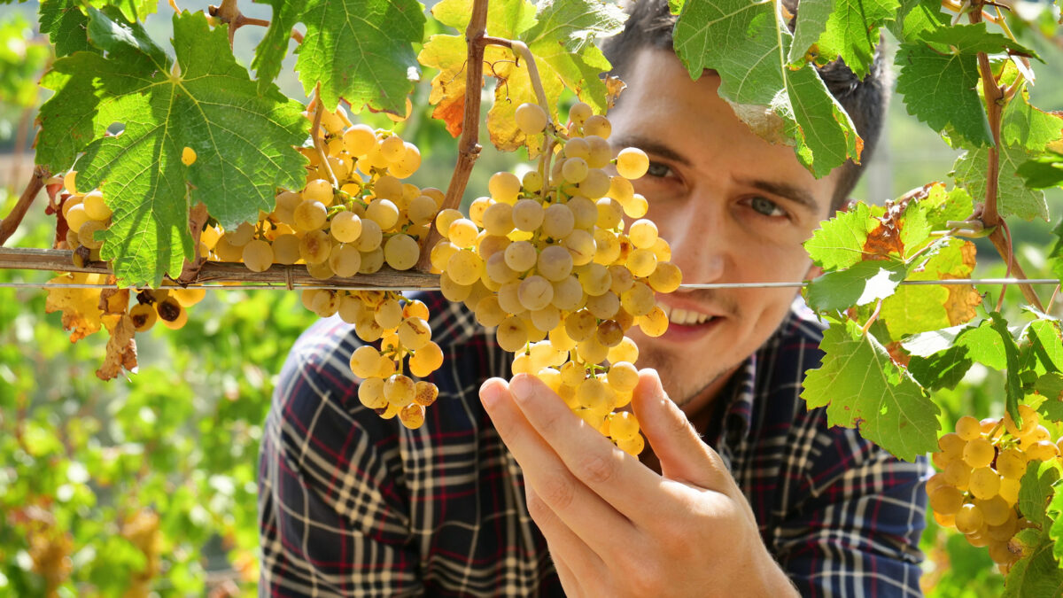 vineyard-Depositphotos_224732238-1680px