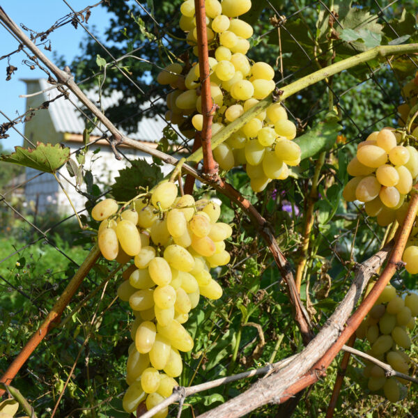 vineyard-Depositphotos_275457750-1680px